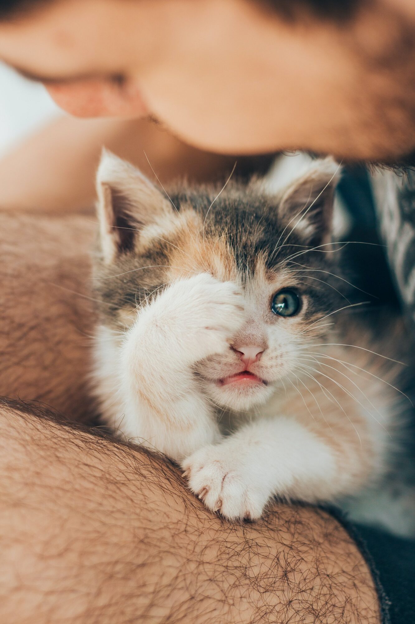 A to Z Gratitude List: P for pets